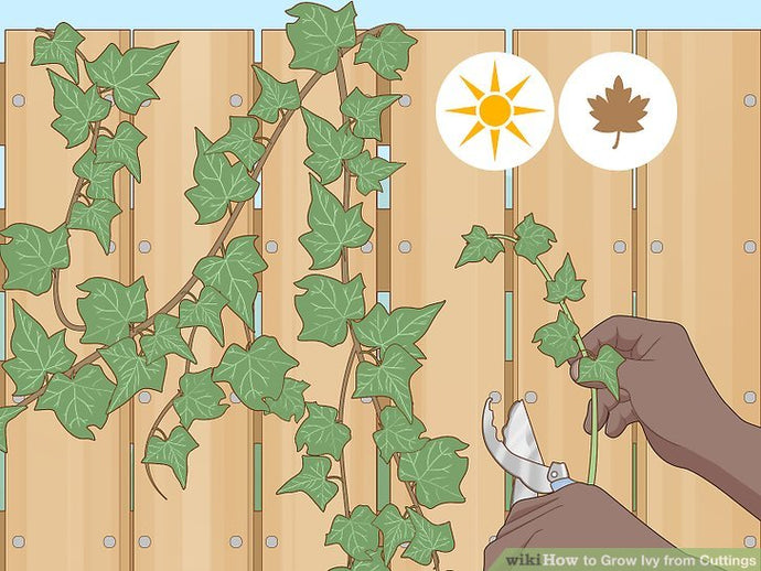 How to Grow Ivy from Cuttings