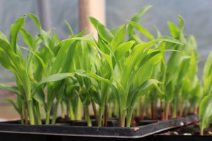 Maybe you want to get a jump start on the growing season so you can grow more food this year
