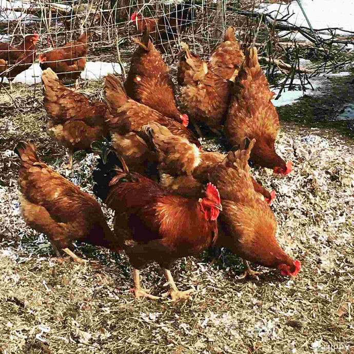 So, Can Chickens Eat Sauerkraut?