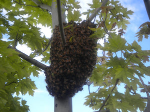 Control Swarming Without Splitting