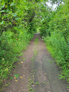 Green Tea and Sweet Beans update