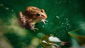 Frogs vs. Climate Change: How Long Can They Stand the Heat?