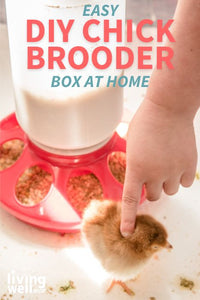 How To Make A Chick Brooder (+ Meet Our Chicks)