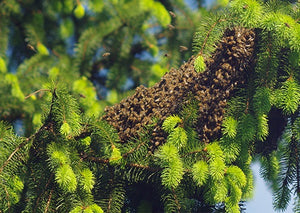 Off the Wahl Beekeeping