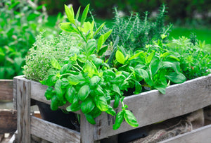 Benefits of an herb garden