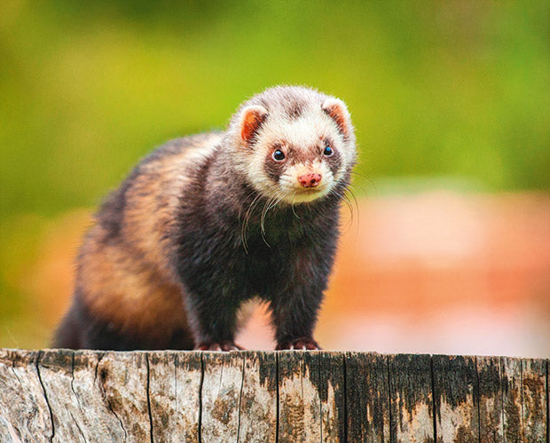 5 surprising things about ferrets in New Zealand (and why they are such a threat to native manu)