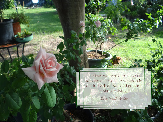 A new week, pets and life...