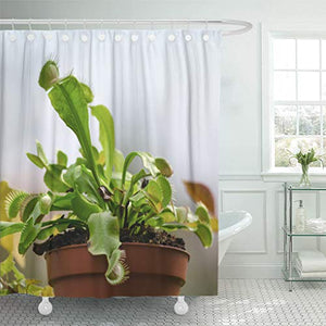 Emvency Shower Curtain Green Botanical Carnivorous Plant Dionaea Muscipula in The Pot Shower Curtains Sets with Hooks 72 x 72 Inches Waterproof Polyester Fabric