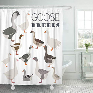Emvency Shower Curtain Agriculture Embden Poultry Farming Goose Breeds Flat African Aviculture Shower Curtains Sets with Hooks 60 x 72 Inches Waterproof Polyester Fabric